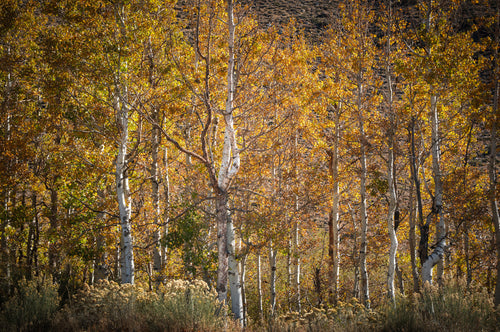 Golden aspens with white trunks rise through a canopy of amber leaves above sunlit grasses.