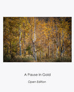 Golden aspen grove with white trunks and glowing autumn leaves.