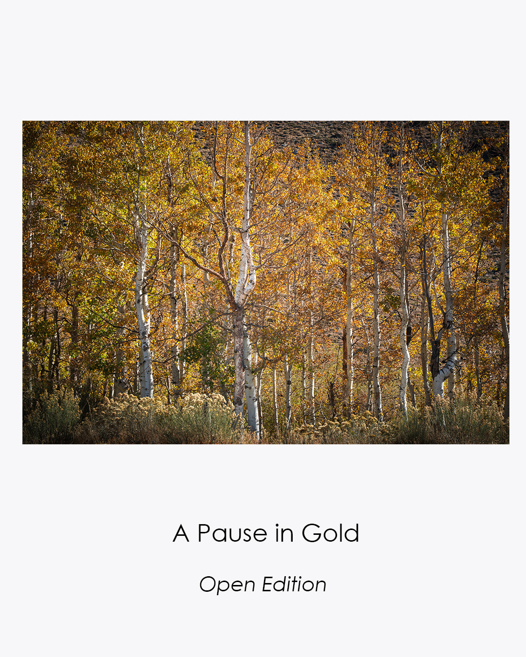 Golden aspen grove with white trunks and glowing autumn leaves.