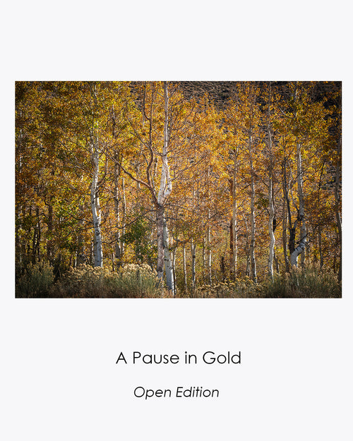 Golden aspen grove with white trunks and glowing autumn leaves.