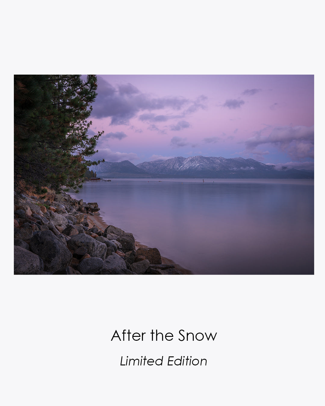 Lavender dawn light settles over Lake Tahoe, framed by pine branches and a rocky shore.