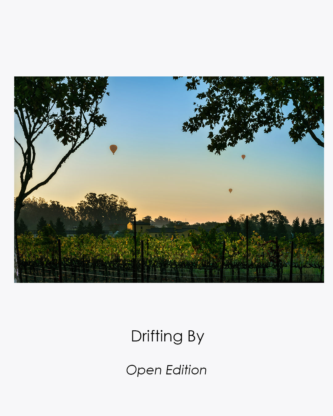 Three hot air balloons drifting above a Sonoma vineyard at dawn, framed by silhouetted trees.