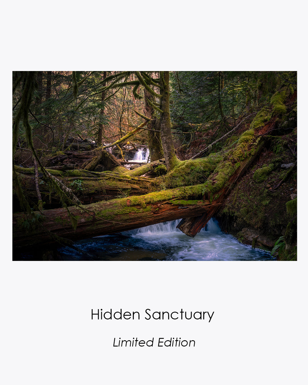 Hidden Sanctuary limited-edition photograph of a moss-covered forest stream in British Columbia.