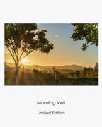 Sonoma vineyard softened by layers of morning mist and pale dawn color.