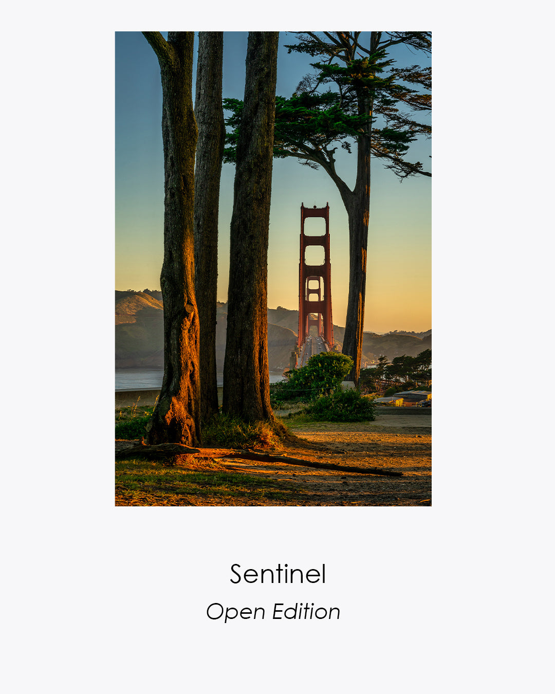 Sentinel open-edition vertical photograph of the Golden Gate Bridge framed by towering cypress trees.