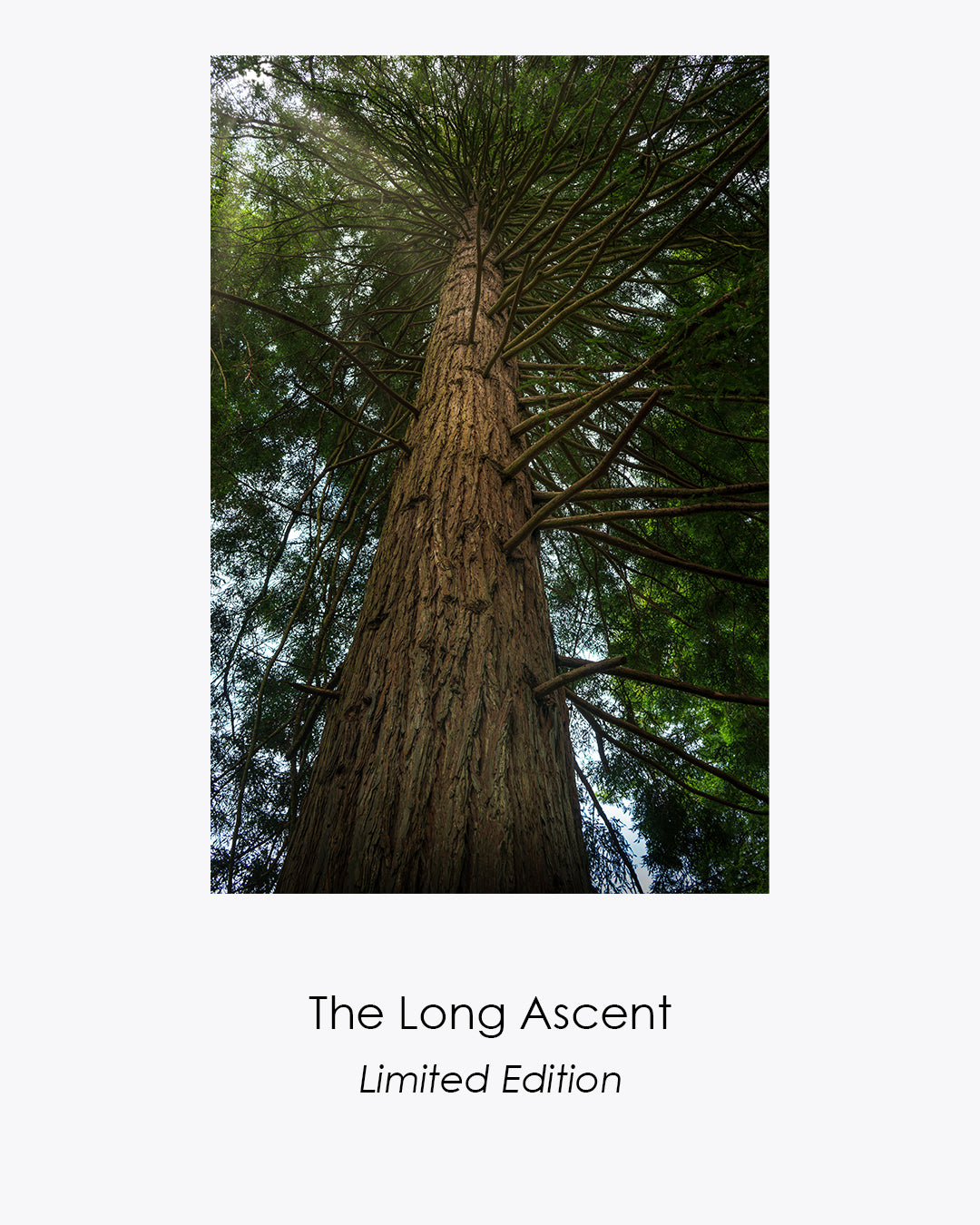 The Long Ascent limited-edition fine art photograph of a towering redwood viewed from below.