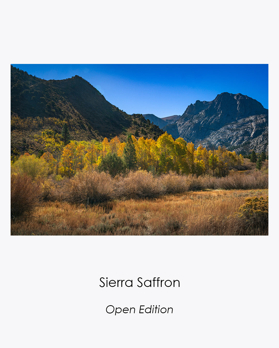 Sierra Saffron, Open Edition — golden autumn aspens beneath rugged Eastern Sierra mountains, presented on a white collection card.