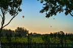 Three hot air balloons float above rows of Sonoma grapevines at dawn beneath a blue-to-gold sky framed by dark leafy trees.