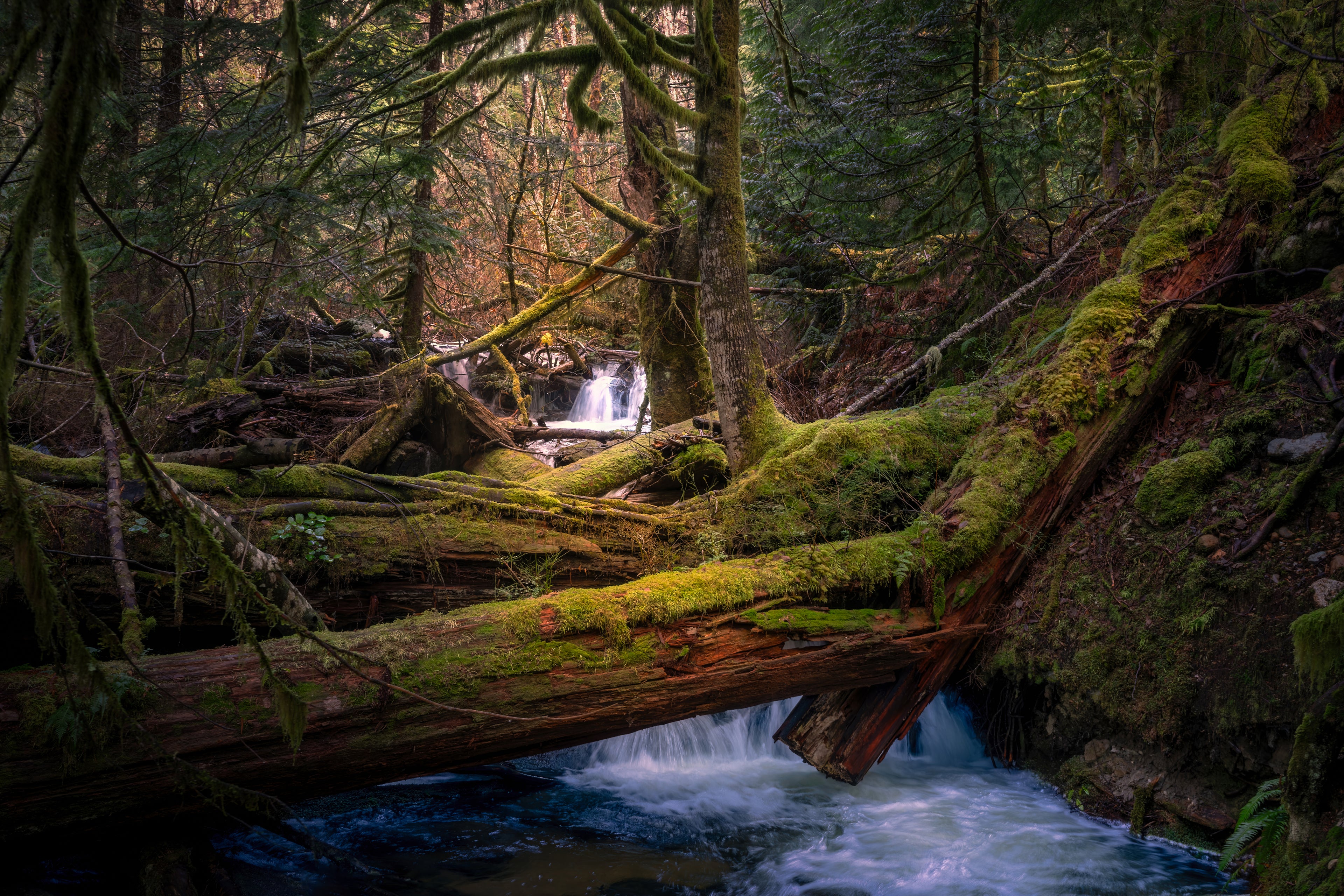 Water flowing beneath moss-covered fallen trees toward a secluded waterfall deep within a British Columbia forest.