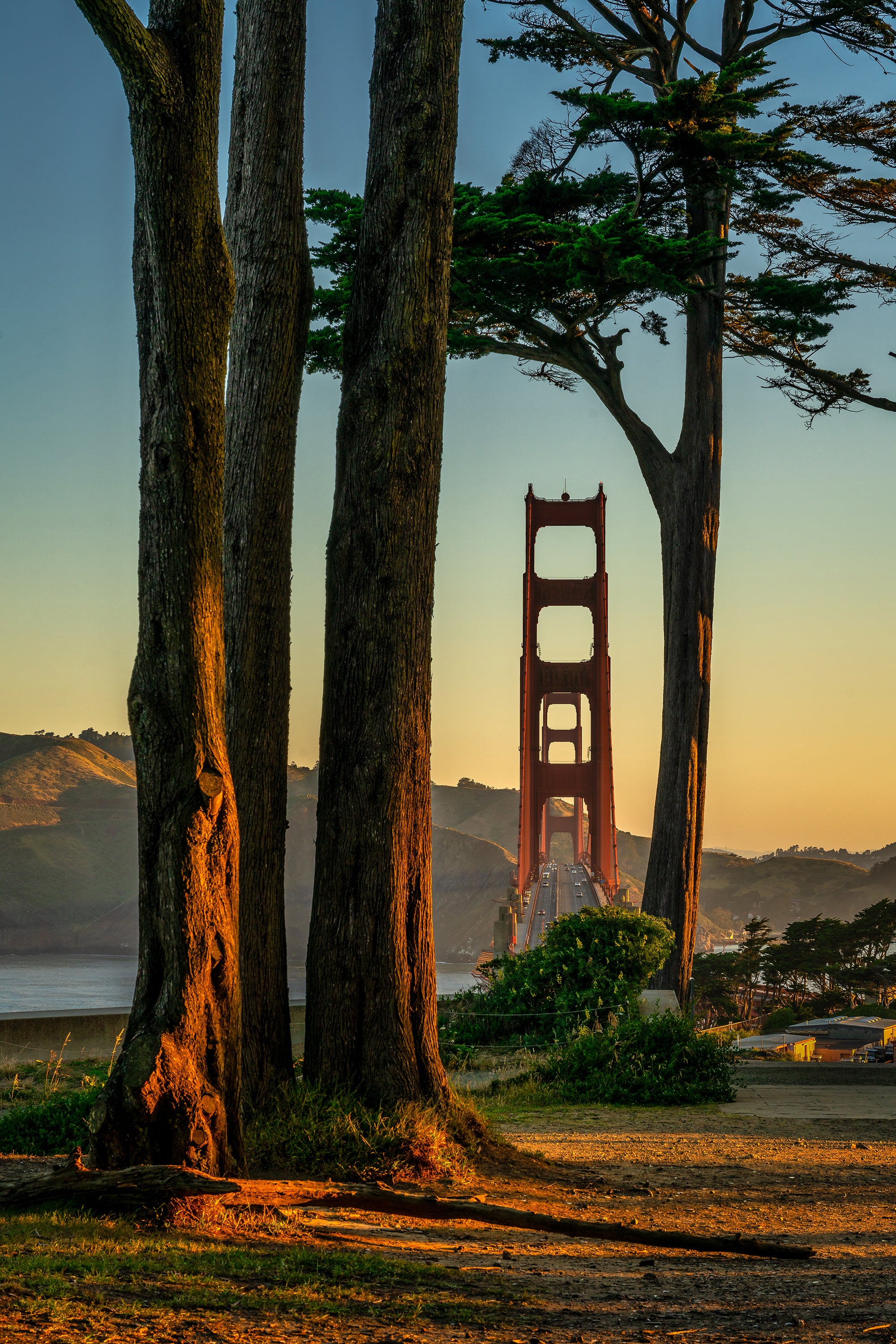 The Golden Gate Bridge standing between tall cypress trees illuminated by warm golden light in San Francisco.