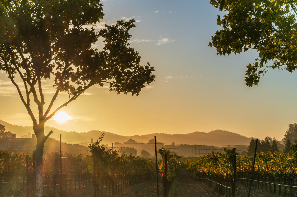 Rows of Sonoma grapevines recede into layered morning haze beneath a softly glowing pastel sky.