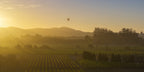 Hot air balloons float above misty Sonoma vineyards illuminated by warm golden sunrise light.