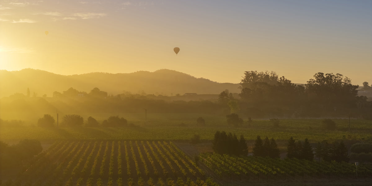 Hot air balloons float above misty Sonoma vineyards illuminated by warm golden sunrise light.
