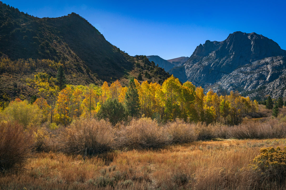 Golden aspens and tawny meadow grasses beneath rugged granite peaks and a clear blue sky in California’s Eastern Sierra.