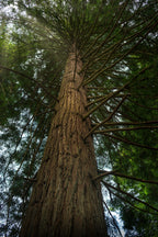 Towering redwood photographed from below, with textured bark leading upward into a radiating green canopy.