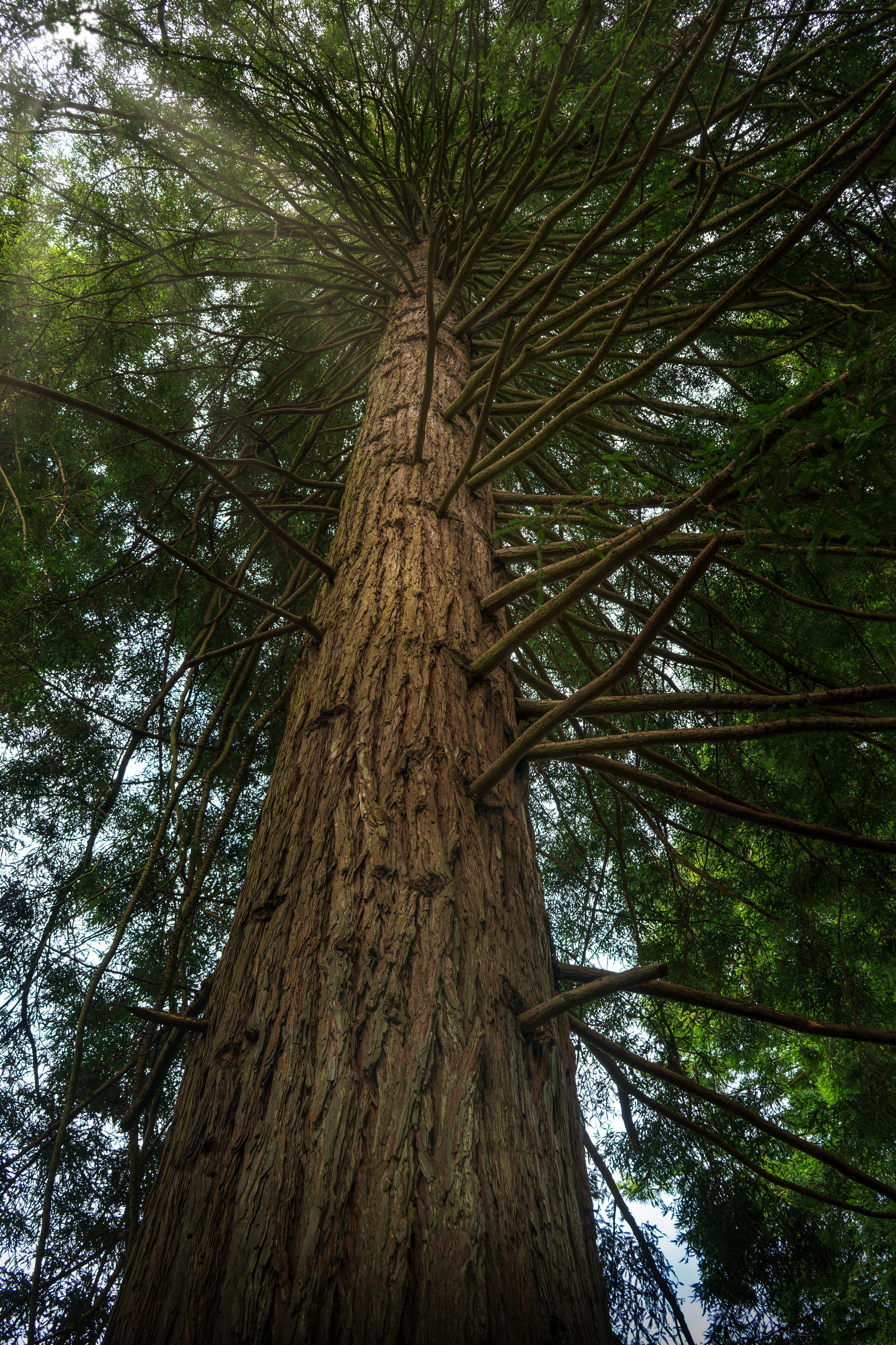Towering redwood photographed from below, with textured bark leading upward into a radiating green canopy.