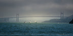 Sailboats pass through a break in the foggy light beneath the Golden Gate Bridge on San Francisco Bay.